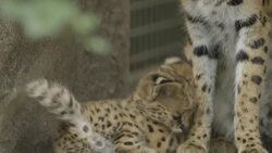 A Serval Kitten Looks More Cuddly Than Feisty, But Watch Out Instructional Video