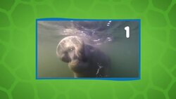 Did You Know These Five Things About Manatees? Instructional Video