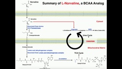 Exercise Physiology | L-Norvaline Functions and Catabolism Instructional Video