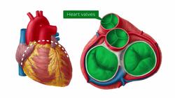 Anatomy of the heart Instructional Video