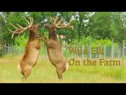 Wild Elk On the Farm Instructional Video