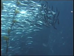 Oceanography: Ocean Temperature, Pressure, and Density Instructional Video