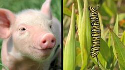 Species Instructional Video