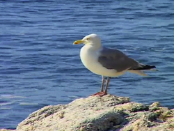 Plantas: recapitulando Instructional Video