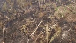 CLEAN : STOCKSHOTS: Logging and deforestation 1/2 News Clip