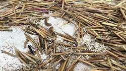 Northern Sask. wild rice crop devastated by unidentified pest News Clip