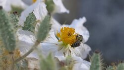 Crab Spider on white poppy Stock Footage