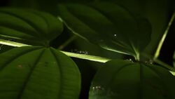 The Fascinating World of Tiny Creatures and Weaver Ants Instructional Video