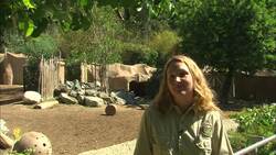 Here's Your Daily Dose of Cute with a Litter of Four Inseparable Red River Hog Piglets Instructional Video