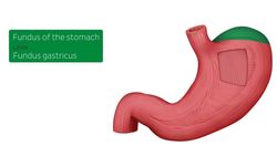 Stomach mucosa and muscle layers Instructional Video