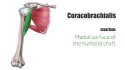 Coracobrachialis muscle Instructional Video