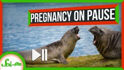 Some Mammals Can Just… Pause Pregnancy Instructional Video