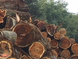 La Tierra y tú: video de evaluación Instructional Video