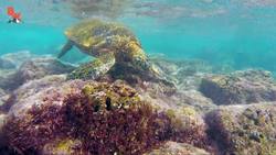 Diving with Sea Turtles! Instructional Video