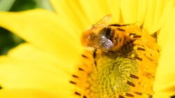 Bee foraging on a sunflower. Macro slow motion close up clip. Stock Footage
