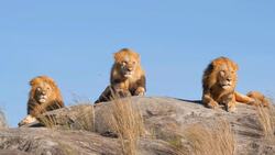 I WONDER - What Is A Group Of Lions Called? Instructional Video