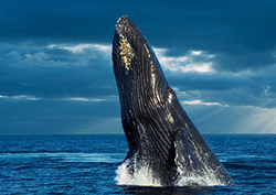 Humpback Whales Instructional Video