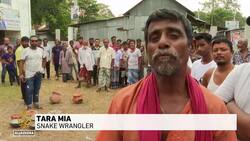 Resurgence of deadly snakes vipers cause panic in Bangladesh News Clip