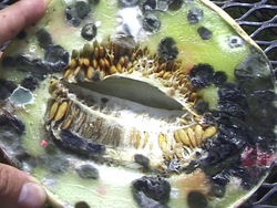 Vida microscópica: resumiendo Instructional Video