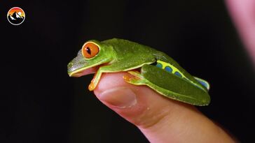 Are Baby Venomous Snakes Dangerous?!