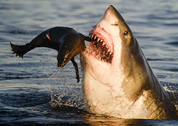 Tiburones y lobos marinos Instructional Video