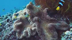 Underwater footage of Clarkes Anemonefish (Amphiprion clarkii) Clownfish Stock Footage