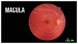 6 Supplements That Might Actually Help You Instructional Video