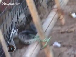 How to Train Climbing Roses Instructional Video