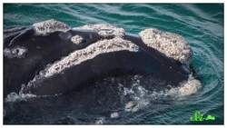 Those White Crusts on Whales Are Alive and Full of Stories Instructional Video