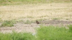 How Squirrels Help This Group of Relocated Owls Instructional Video