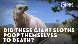Did These Giant Sloths Poop Themselves to Death? Instructional Video