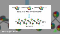 What the World’s Smallest Tweezers Tell Us About DNA Instructional Video