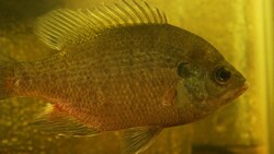 Aquaponics: Preview Instructional Video