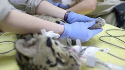 Animal Vets Perform a Quarantine Exam on a New Clouded Leopard Instructional Video