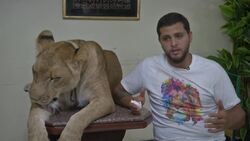 Egyptian trainer brings lion, circus show home  News Clip