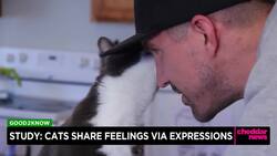 Study: Cats Share Feelings Via Expressions News Clip