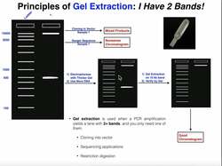 Biotechniques | Principles of Gel Extraction Instructional Video