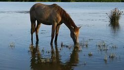 White Camargue horses, Camargue, France Stock Footage