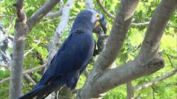 This Parrot Is One of the Largest in the World! Instructional Video