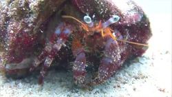 The Evolution of Complex Organs Instructional Video