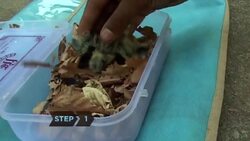 How to Feed a Baby Bird Instructional Video