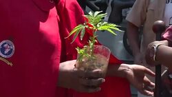 CLEAN : S.Africa's top court legalises personal private cannabis use News Clip