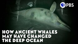 How Ancient Whales May Have Changed the Deep Ocean Instructional Video