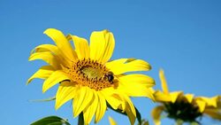 Sunflower rocking in the wind with a bee foraging on the bright yellow flower. Stock Footage
