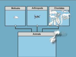 Understanding the Classification System Instructional Video