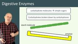Digestive Enzymes: Breaking Down Food for Nutrient Absorption Instructional Video