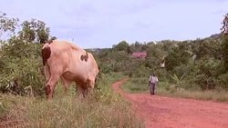 FIRST STEPS - Creating Confidence Instructional Video