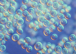 Cell division Instructional Video