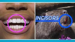 Fun Facts About Groundhogs! Instructional Video