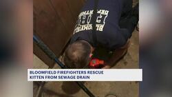 Bloomfield firefighters help rescue kitten from sewage drain Instructional Video